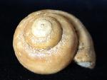 Ampullina sp. (FRUSSAC 1822) - Bild © FossNet FossilienStore